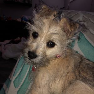 Meet your Posher, Emma